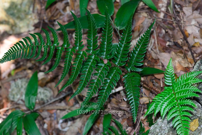 Dryopteris tsoongii photo 7