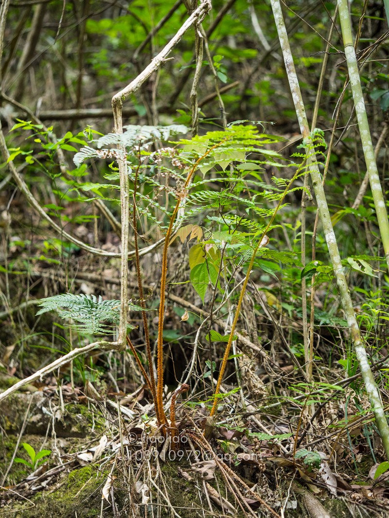 Dryopteris tsoongii photo 8