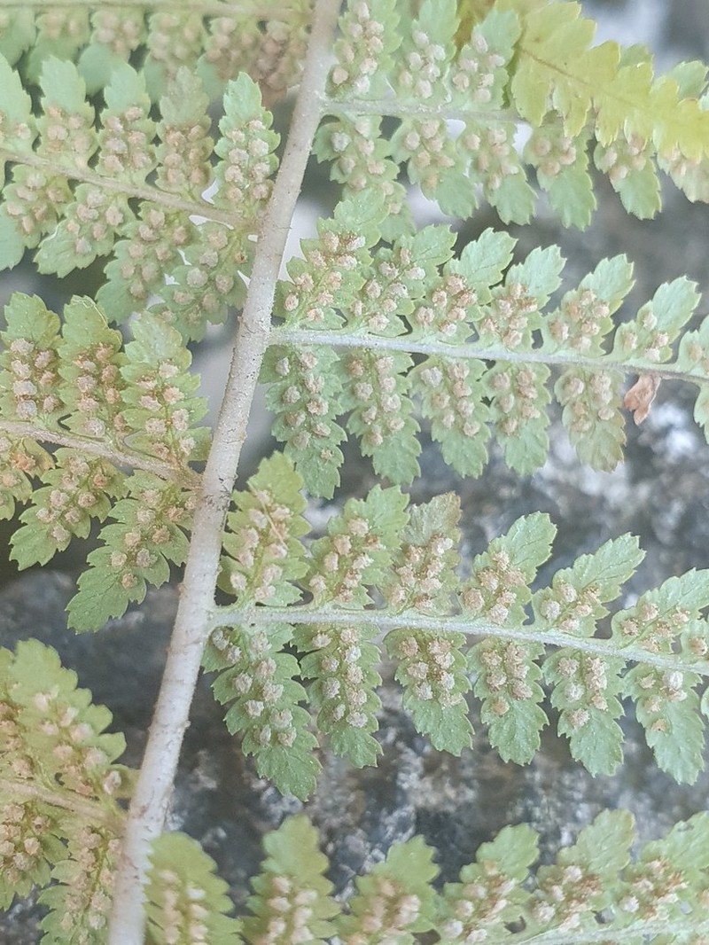 Dryopteris tyrrhena
