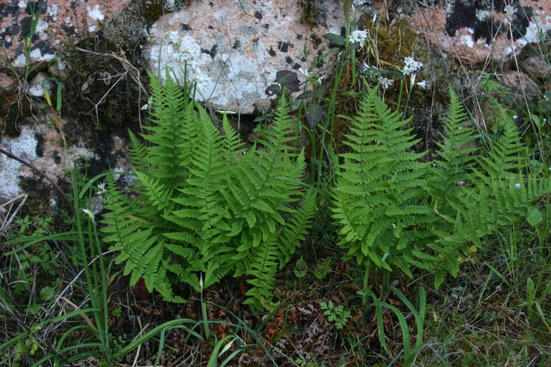 Dryopteris tyrrhena photo 2