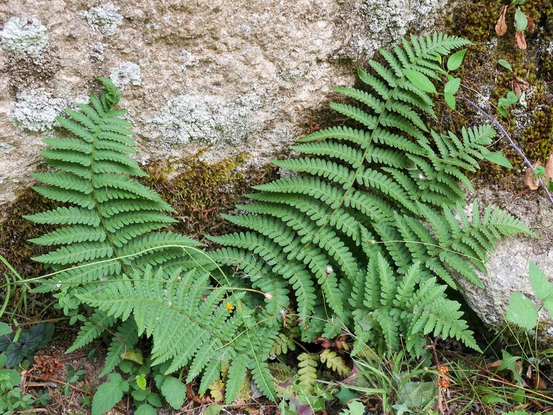 Dryopteris tyrrhena photo 3