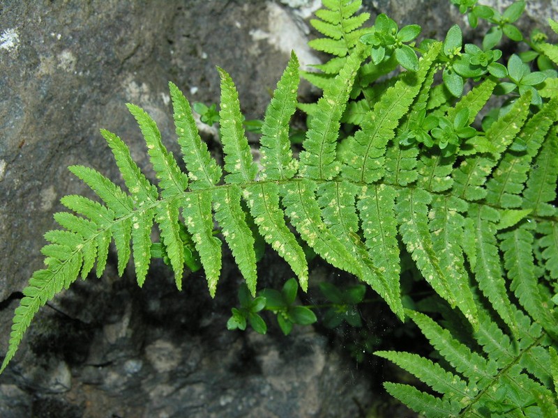 Dryopteris tyrrhena photo 4