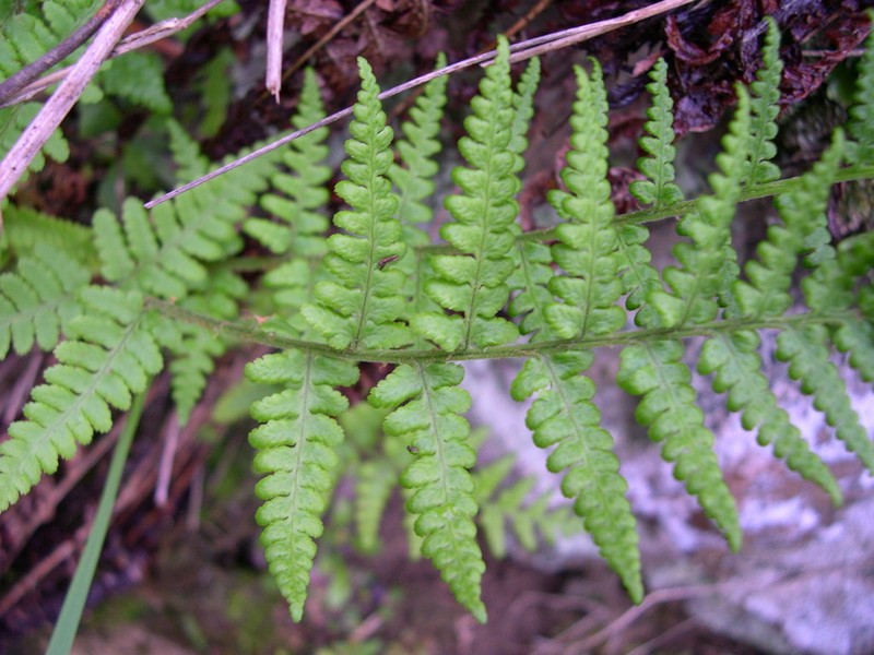 Dryopteris tyrrhena photo 5