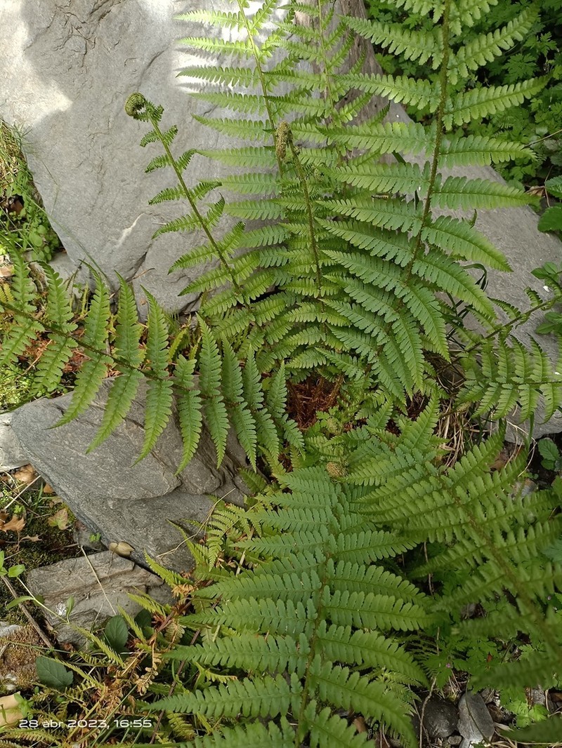 Dryopteris tyrrhena photo 6