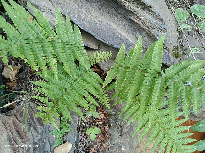 Dryopteris tyrrhena photo 7