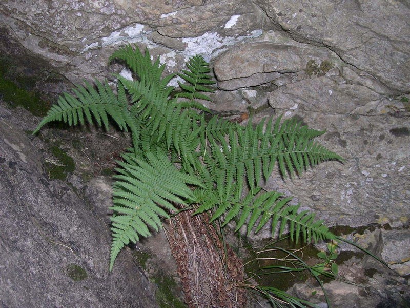 Dryopteris tyrrhena photo 8