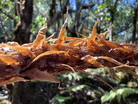 Onetooth Woodfern