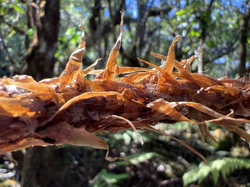 Onetooth Woodfern