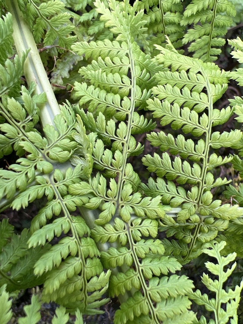 Onetooth Woodfern photo 2
