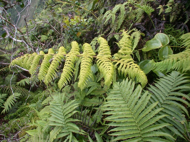 Onetooth Woodfern photo 3