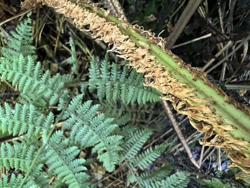 Onetooth Woodfern photo 4