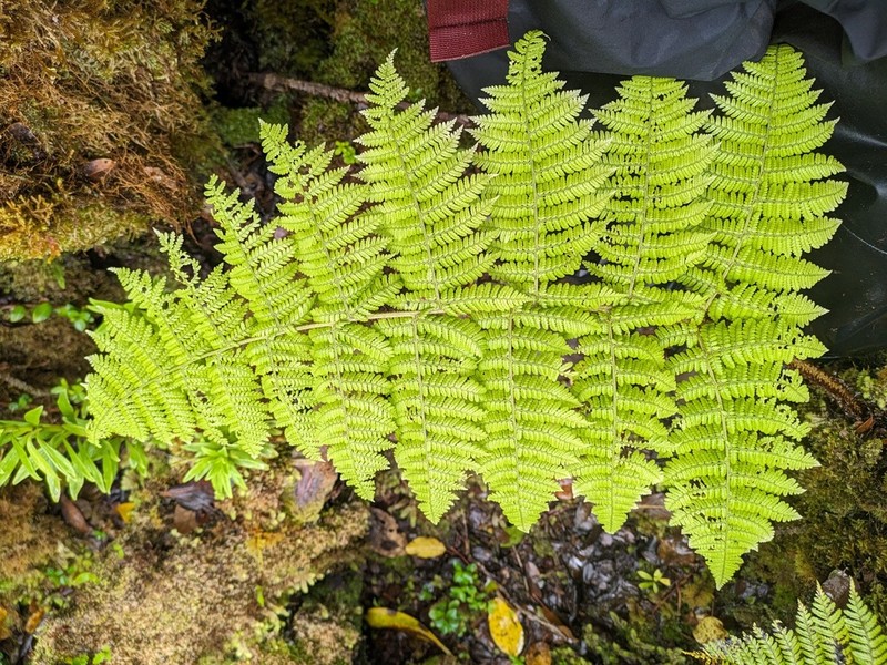 Onetooth Woodfern photo 5