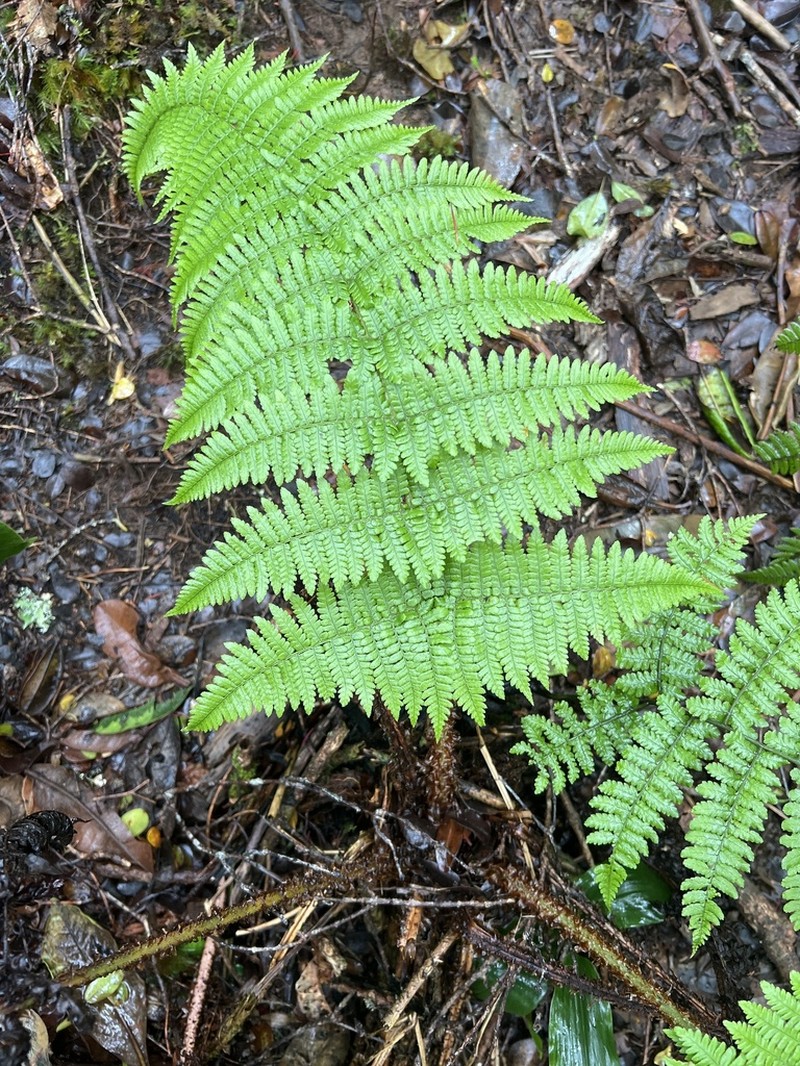 Onetooth Woodfern photo 6