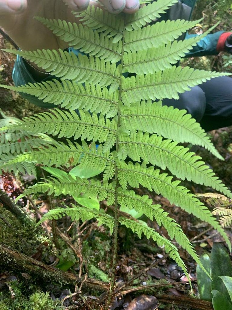 Onetooth Woodfern photo 7