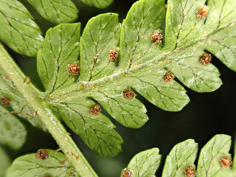 Onetooth Woodfern photo 8