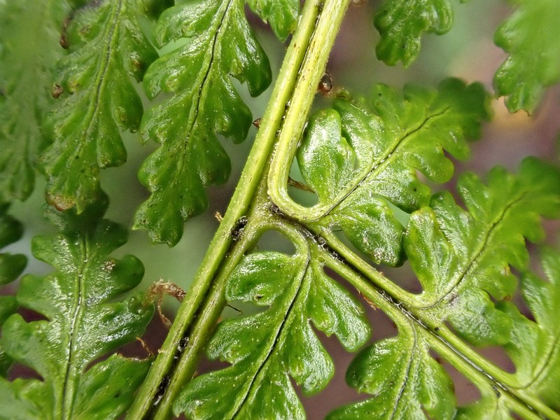Dryopteris unidentata var. paleacea photo 2