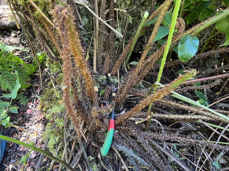 Dryopteris unidentata var. paleacea photo 3
