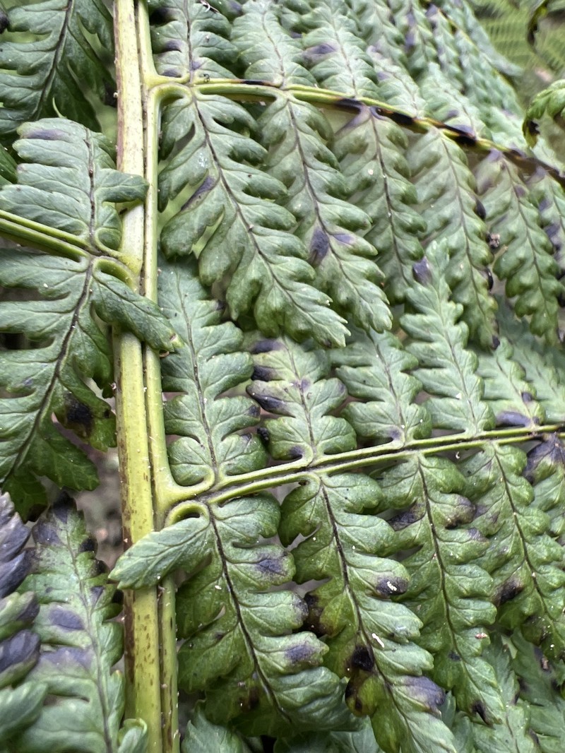 Dryopteris unidentata var. paleacea photo 4