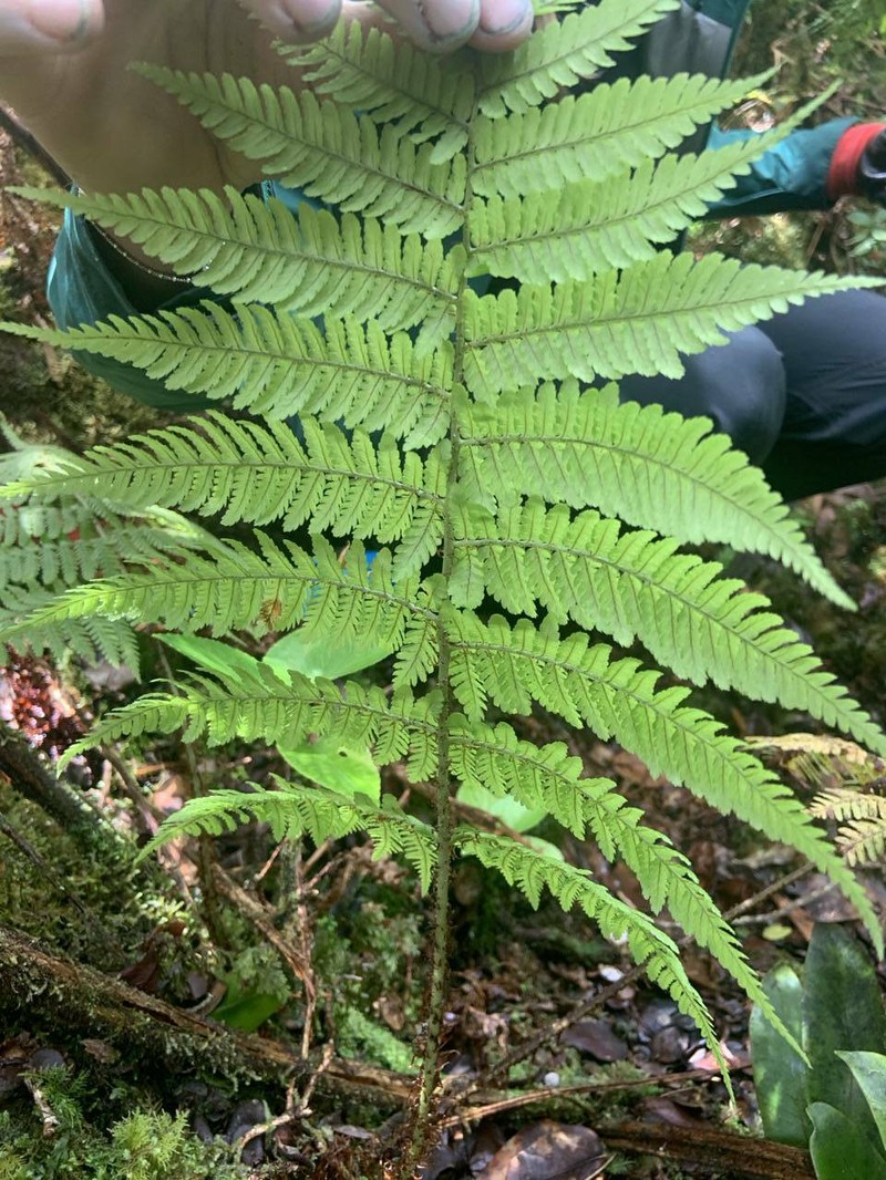 Dryopteris unidentata var. unidentata
