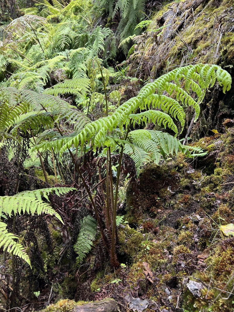 Dryopteris unidentata var. unidentata photo 2