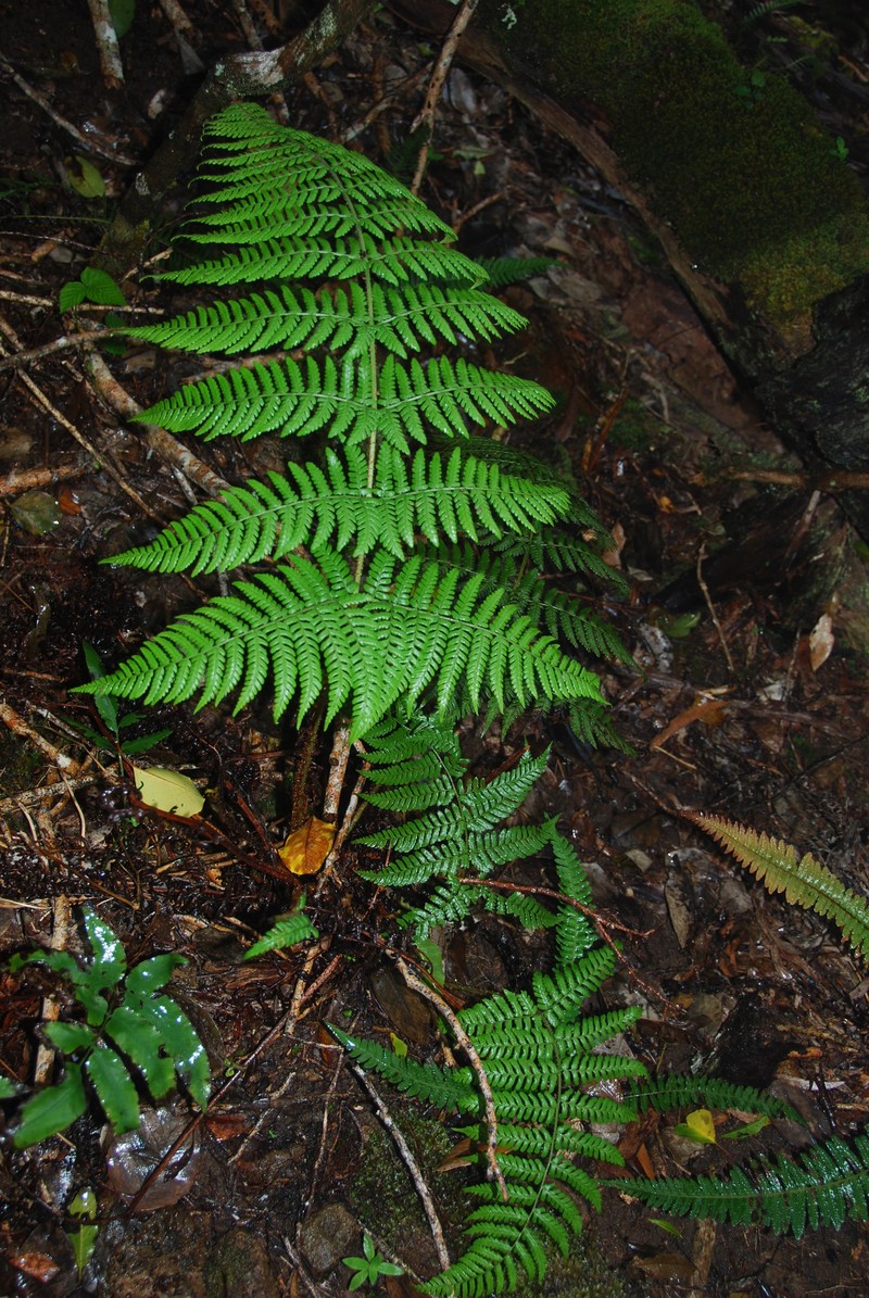 Dryopteris unidentata var. unidentata photo 3