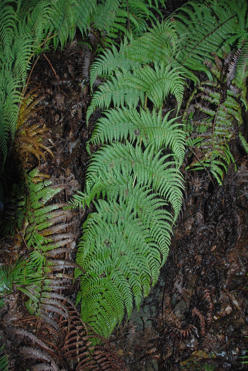 Dryopteris unidentata var. unidentata photo 4