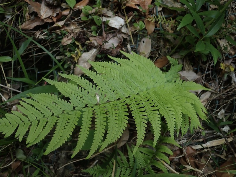 Dryopteris uniformis