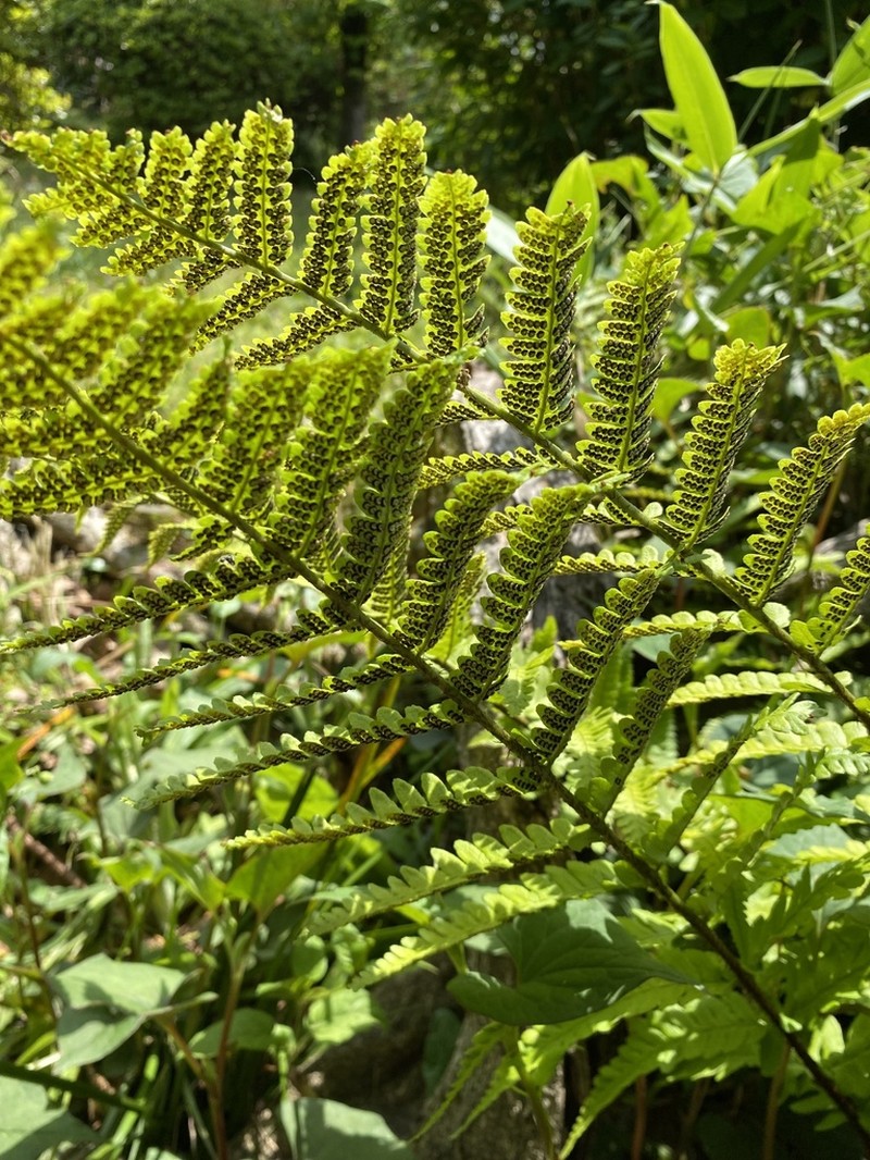 Dryopteris uniformis photo 2