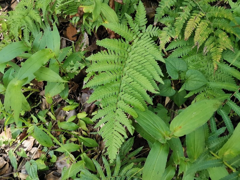 Dryopteris uniformis photo 3