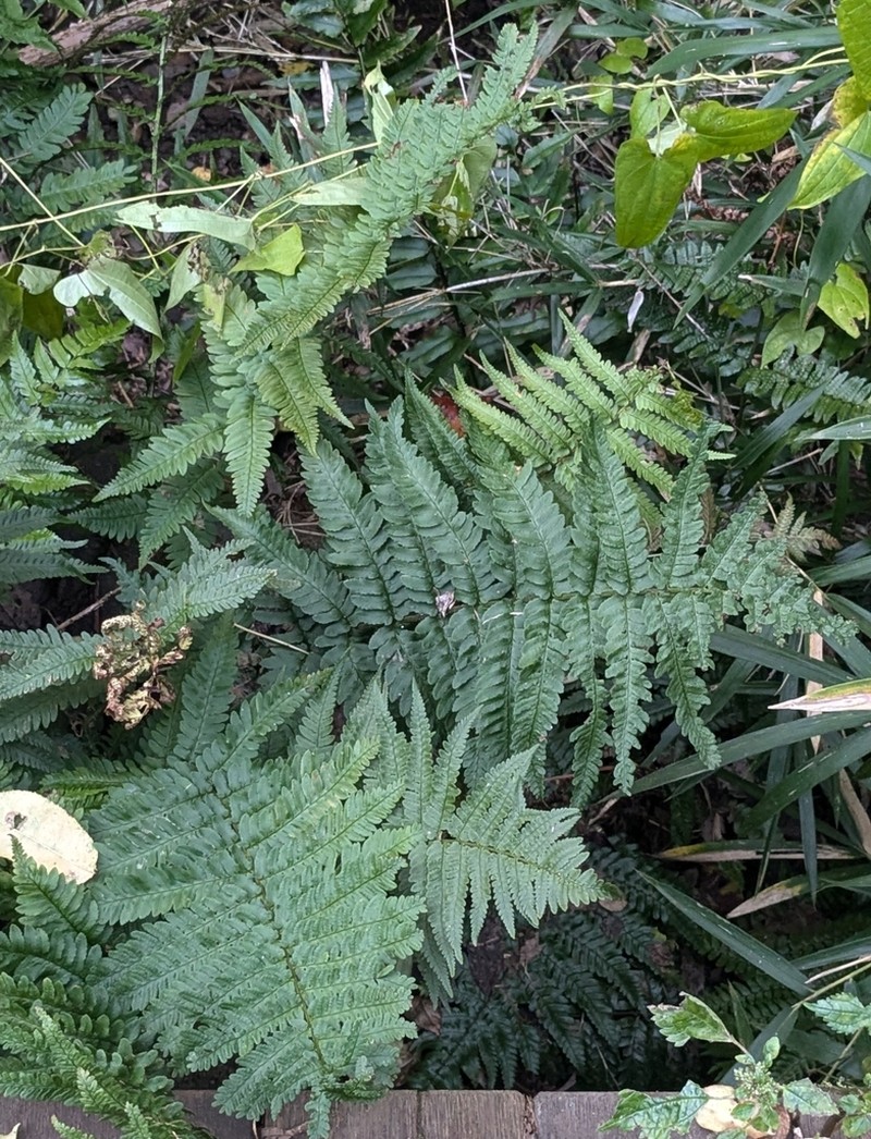 Dryopteris uniformis photo 4