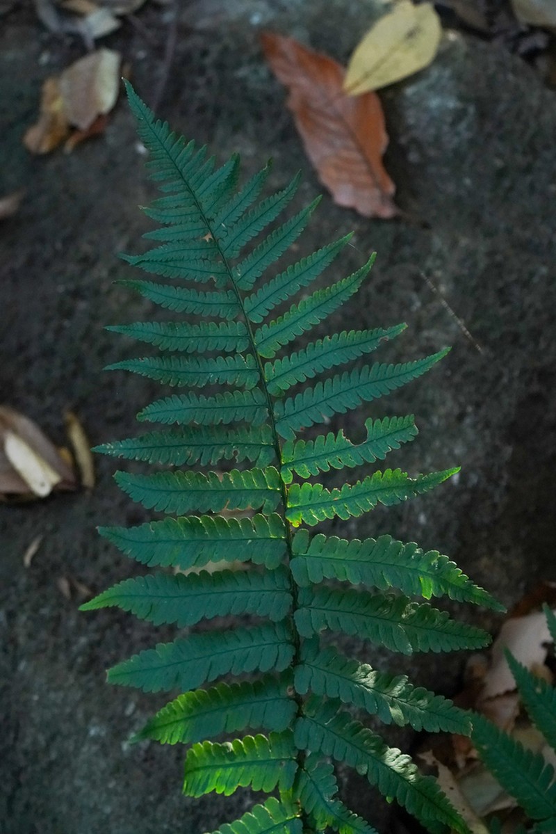 Dryopteris uniformis photo 5