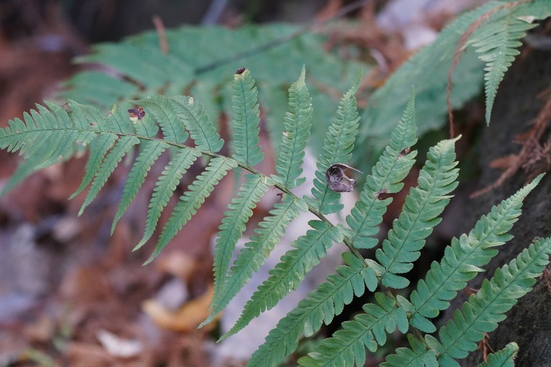Dryopteris uniformis photo 6