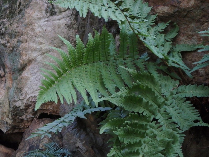 Dryopteris uniformis photo 7