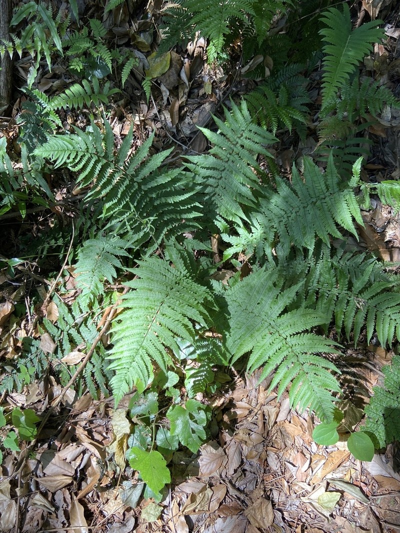 Dryopteris uniformis photo 8