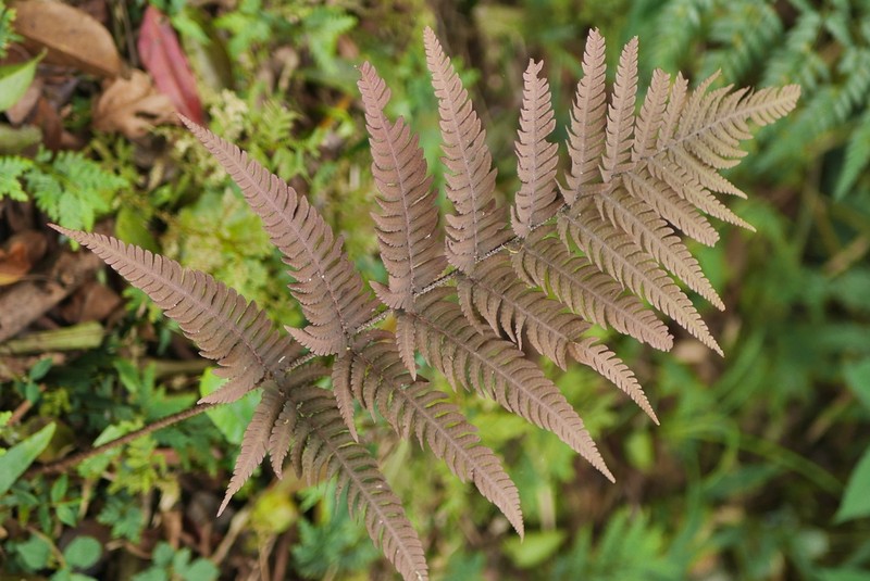 Dryopteris varia photo 2