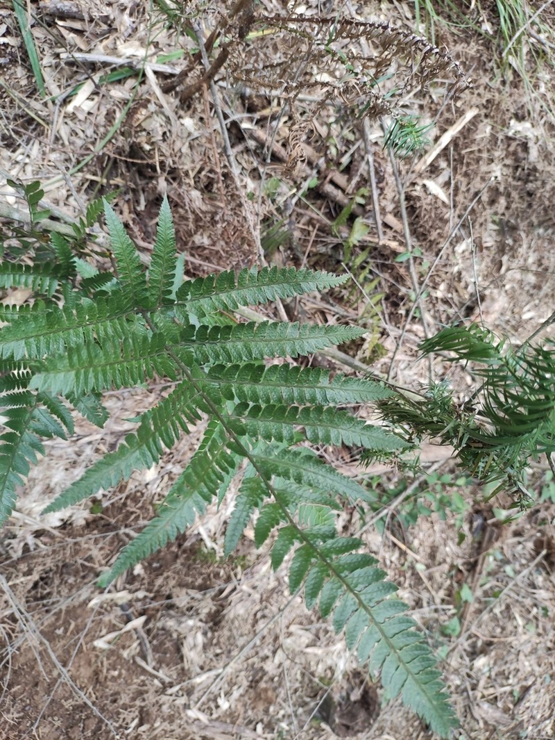 Dryopteris varia photo 3
