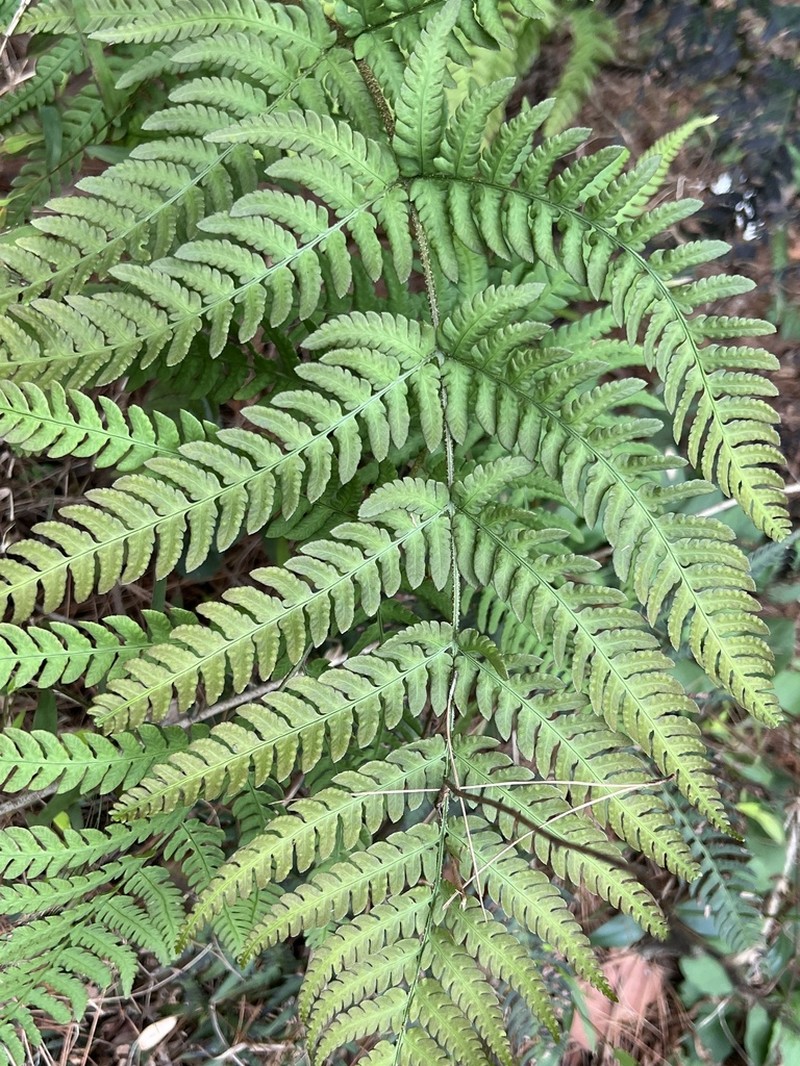 Dryopteris varia photo 4