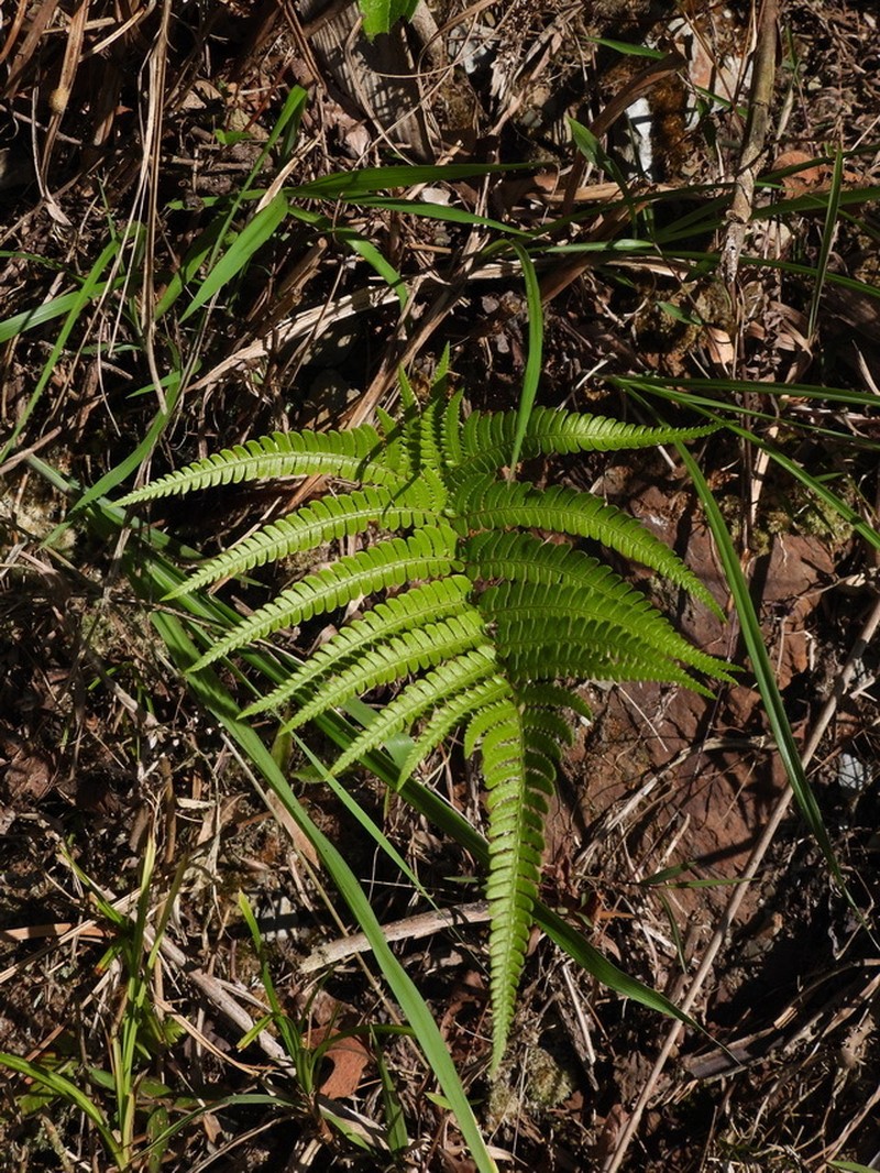 Dryopteris varia photo 5