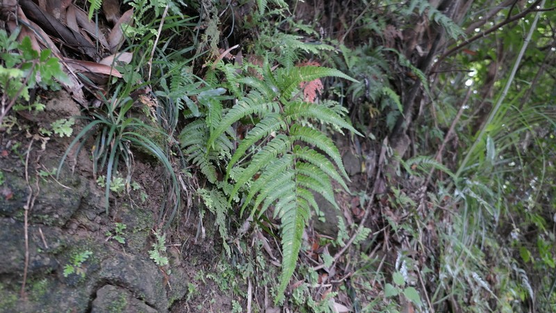 Dryopteris varia photo 6