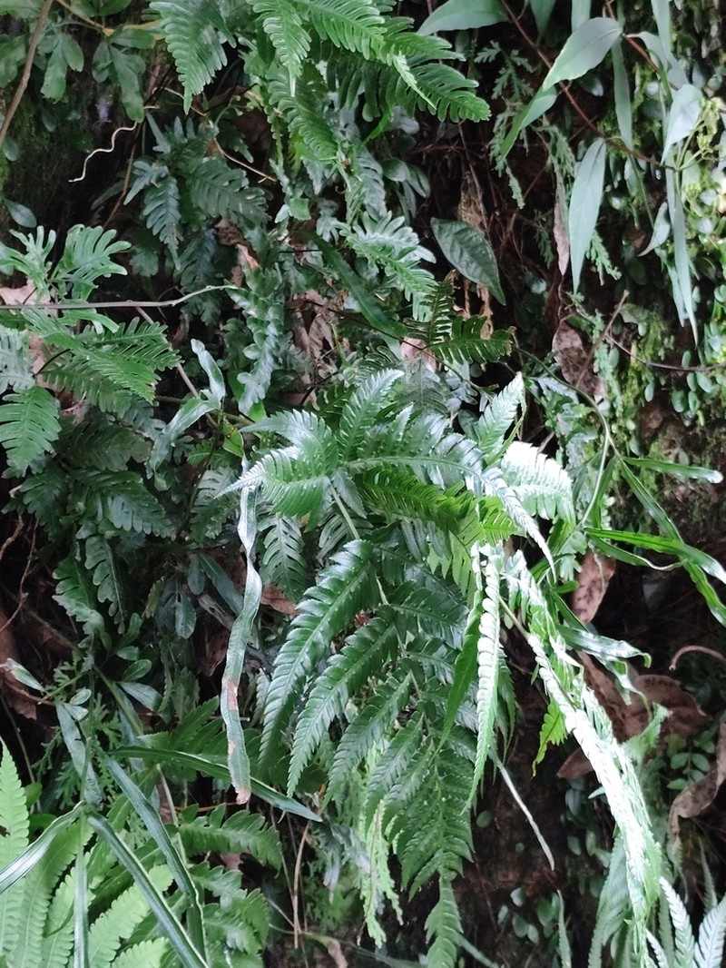 Dryopteris varia photo 7