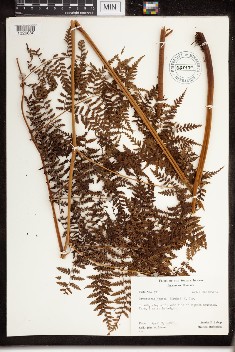 Dryopteris vescoi