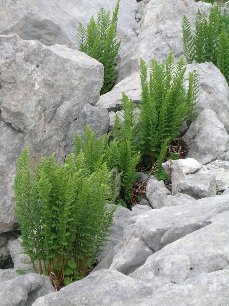 Dryopteris villarii