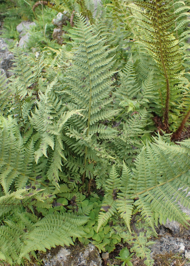 Dryopteris villarii photo 2
