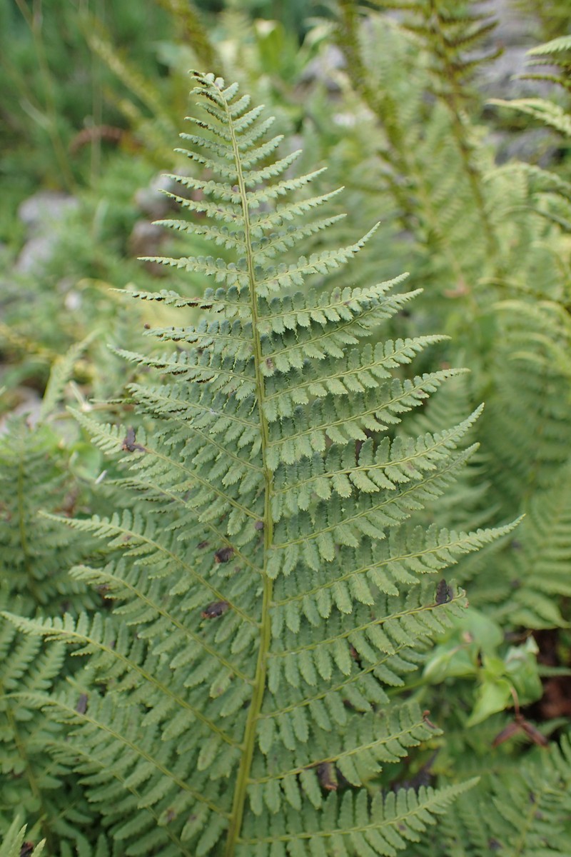 Dryopteris villarii photo 3