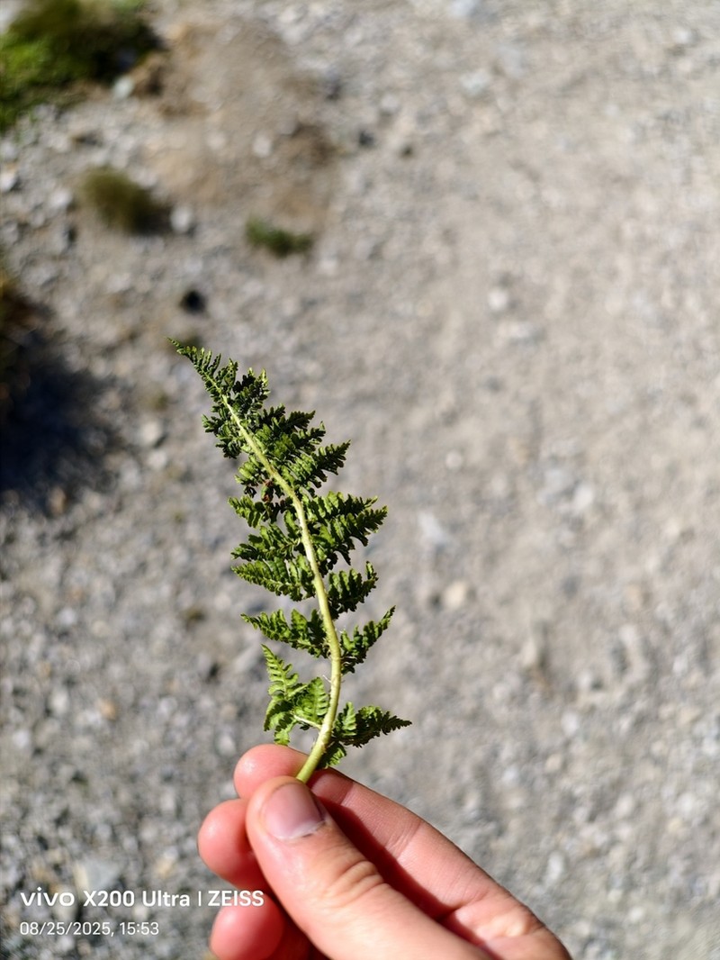 Dryopteris villarii photo 4