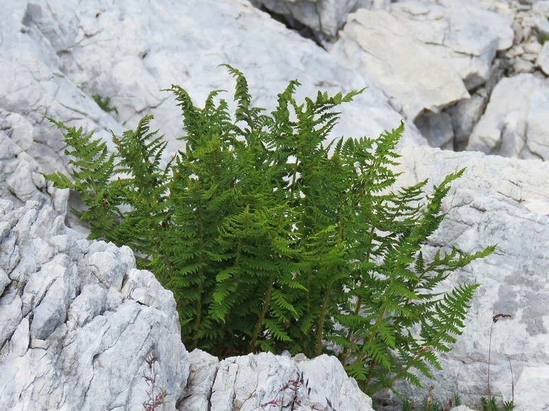 Dryopteris villarii photo 5
