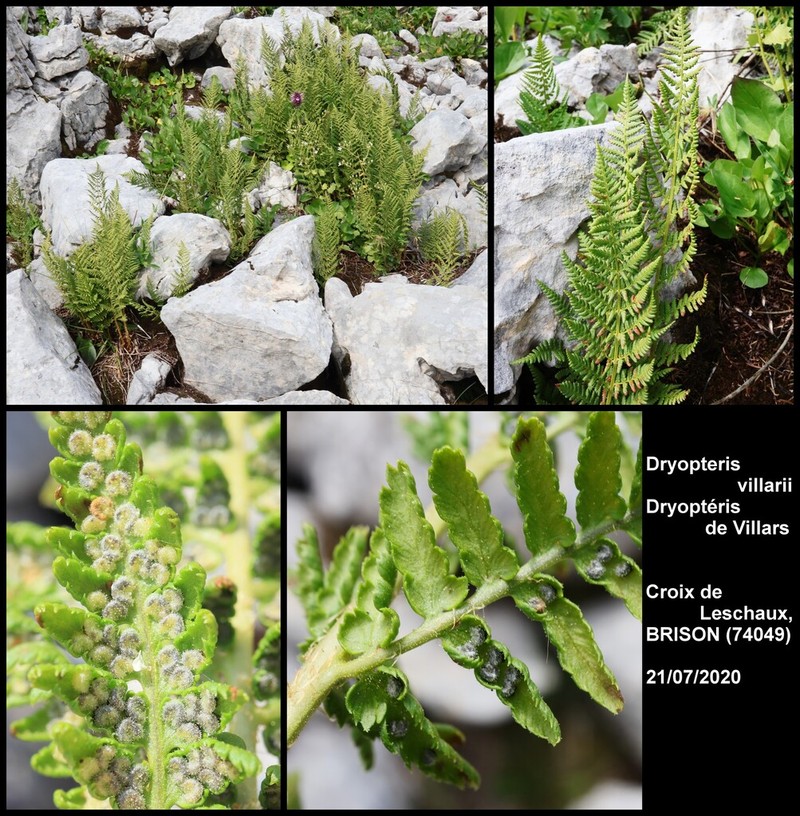 Dryopteris villarii photo 6