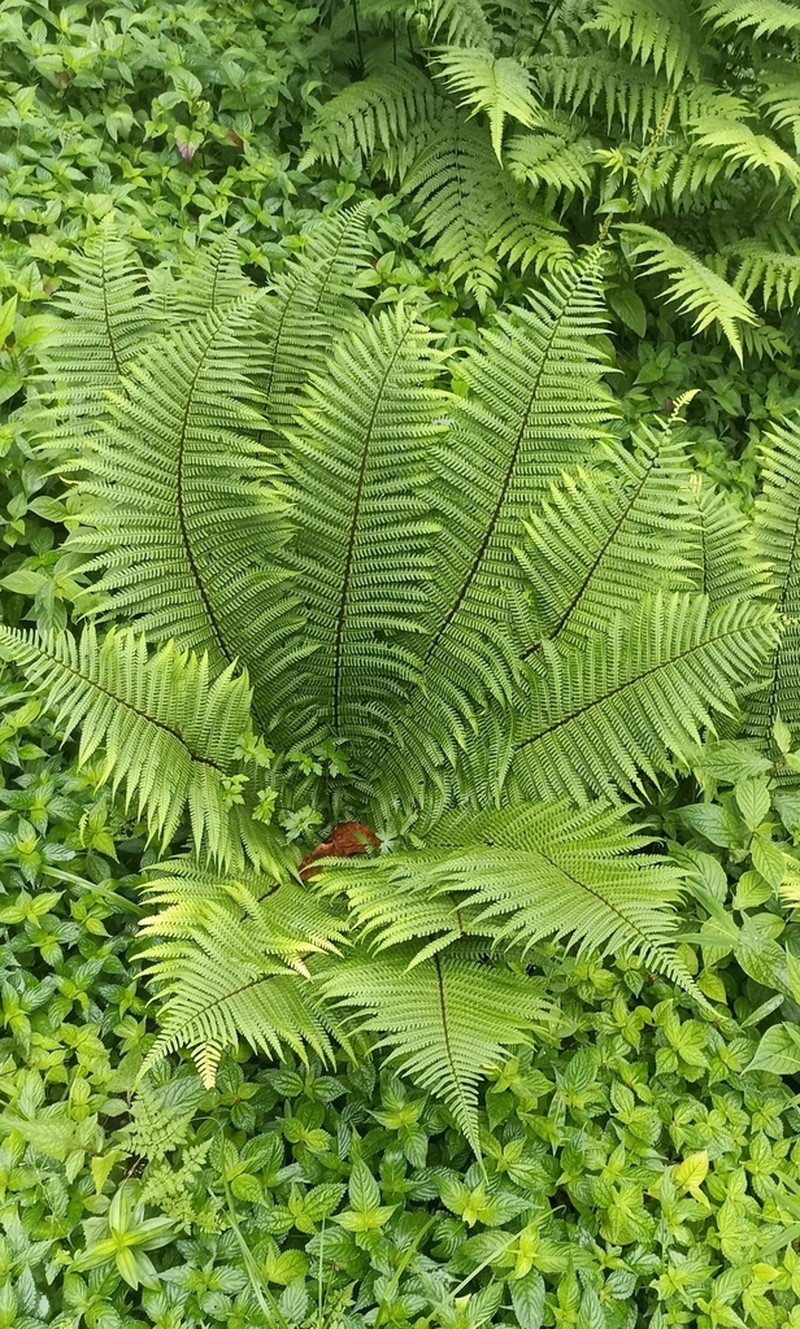Alpine Woodfern