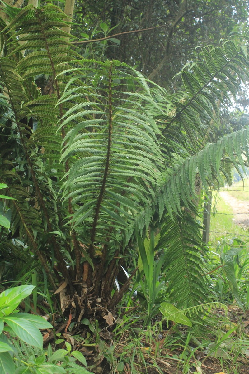 Alpine Woodfern photo 2