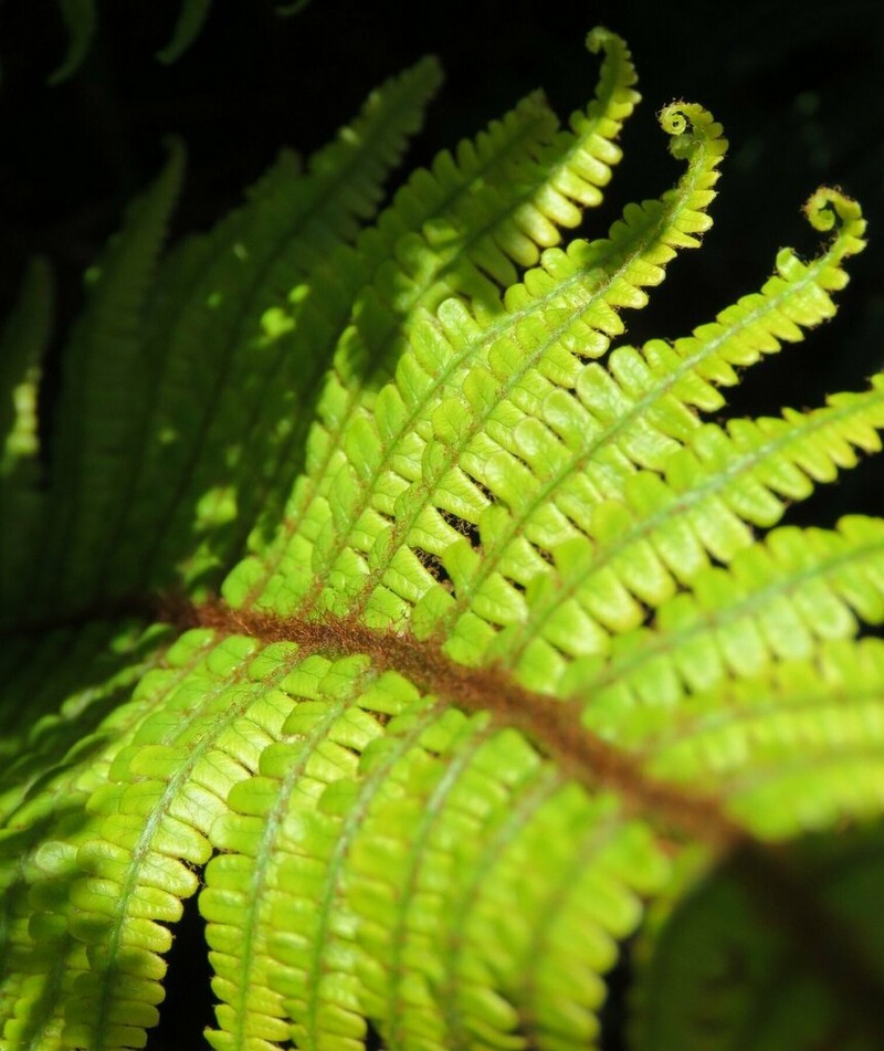 Alpine Woodfern photo 3